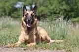 MALINOIS 708